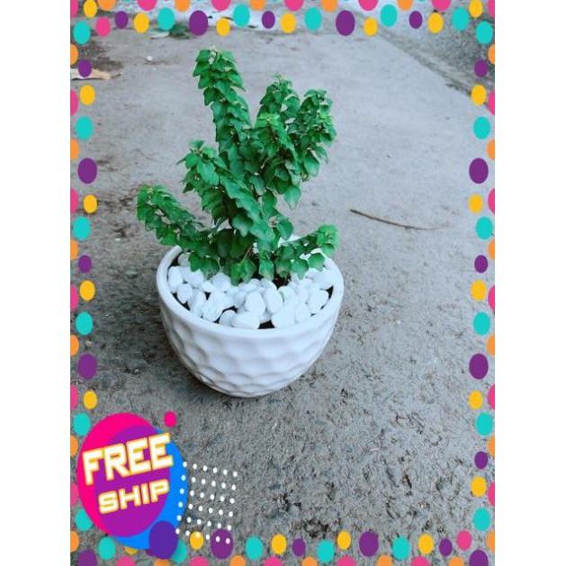 Chậu Cây Vân Sam