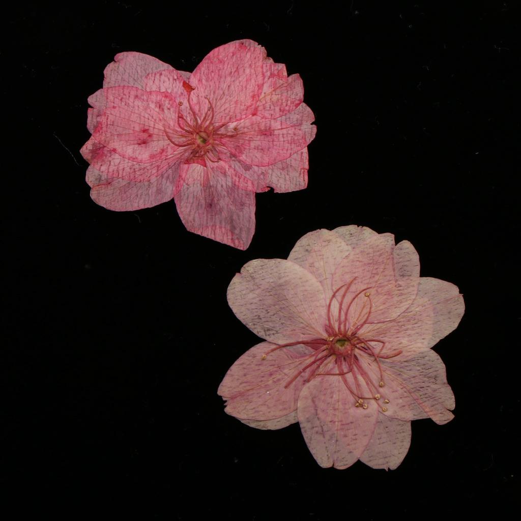 10 Pieces Natural Pressed Dried Sakura Flower Cherry Blossom for DIY Arts Crafts