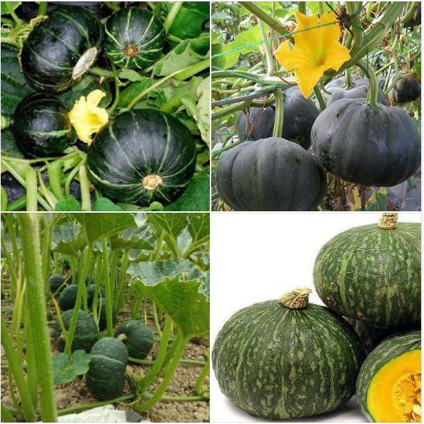 Combo 5 gói Hạt giống bí đỏ da xanh Nhật Bản