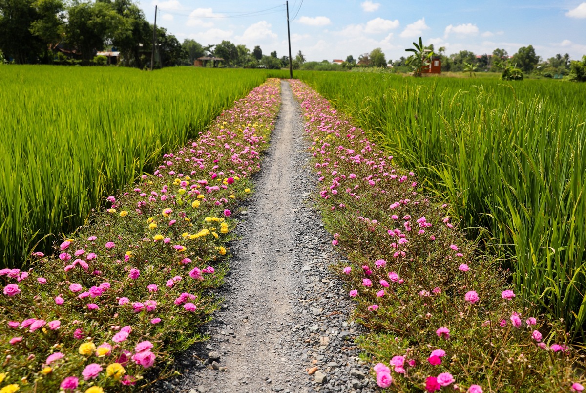 Hạt giống Hoa Mười Giờ Mỹ Kép Nhiều Màu, Cây Rất Nhanh Lớn, Mọc Sát Đất Và Hoa Có Màu Sắc Rất Đẹp (Gói 100 hạt) - Nông Sản Vàng