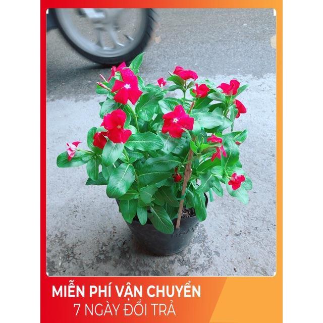 Hoa Dừa Cạn Màu Đỏ