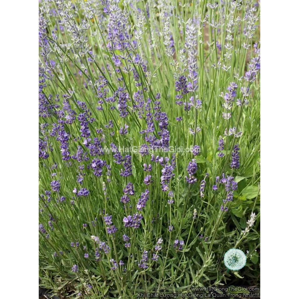 Combo 03 Gói Hạt Giống Hoa Oải Hương Lavender Goi 50 Hạt(C1.204| B6)