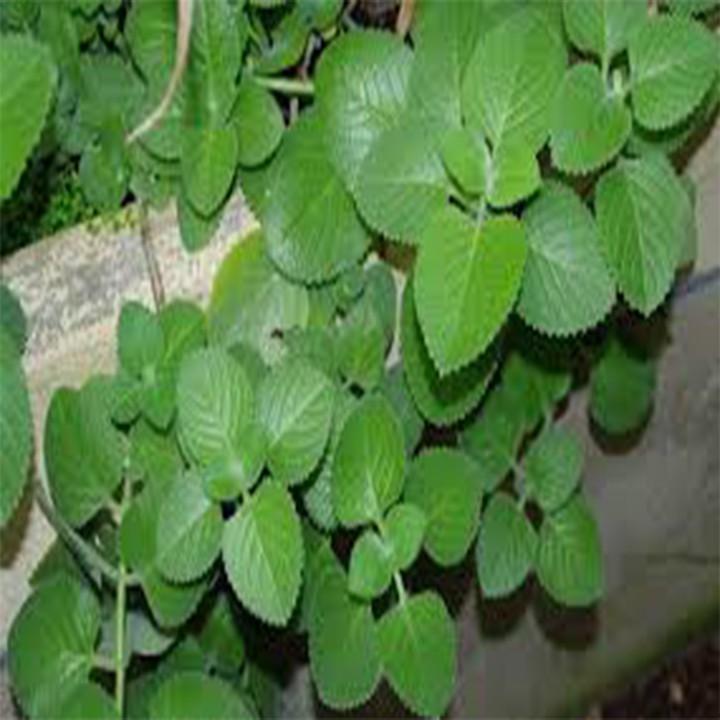 1200 HẠT GIỐNG RAU HÚNG CHANH