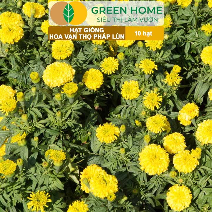 Hạt Giống Hoa Vạn Thọ Pháp Lùn F1 Vàng Chanh GreenHome, Gói 10 hạt, Dễ Trồng Quanh Năm, Trồng Chậu H19