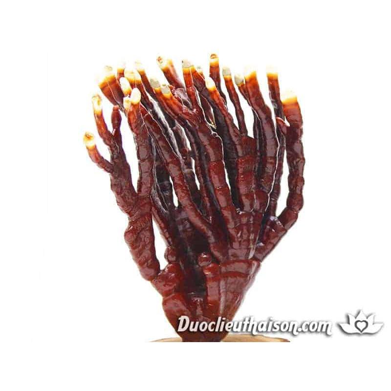 NẤM LINH CHI SỪNG HƯƠU RỪNG KHÔ, HÀNG CHỌN LOẠI 1, CAM KẾT CHẤT LƯỢNG