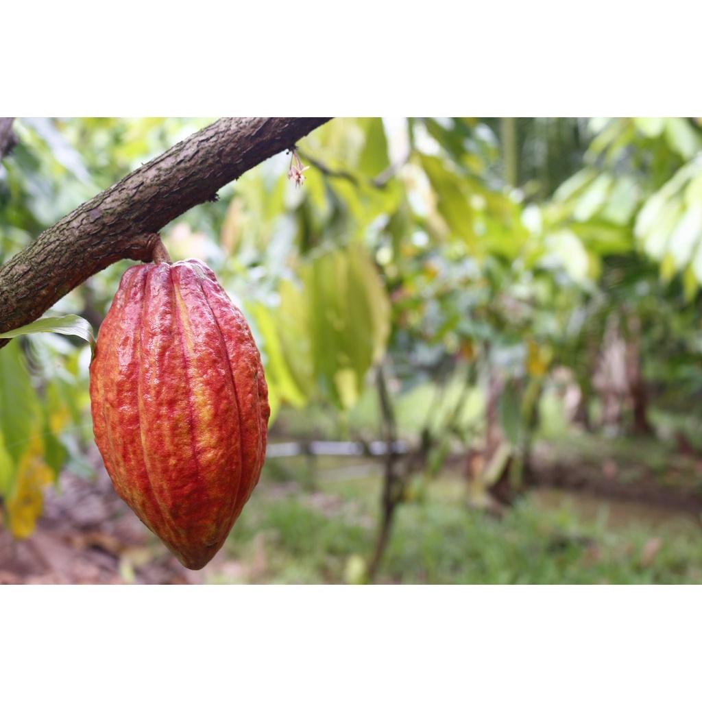 AZZAN Cacao Powder /Bột Cacao 250g - Nguyên chất, vị đắng dịu nhẹ