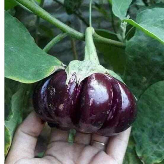 Hạt giống Cà Tím Khía F1 Thái Lan 0.3gr/gói