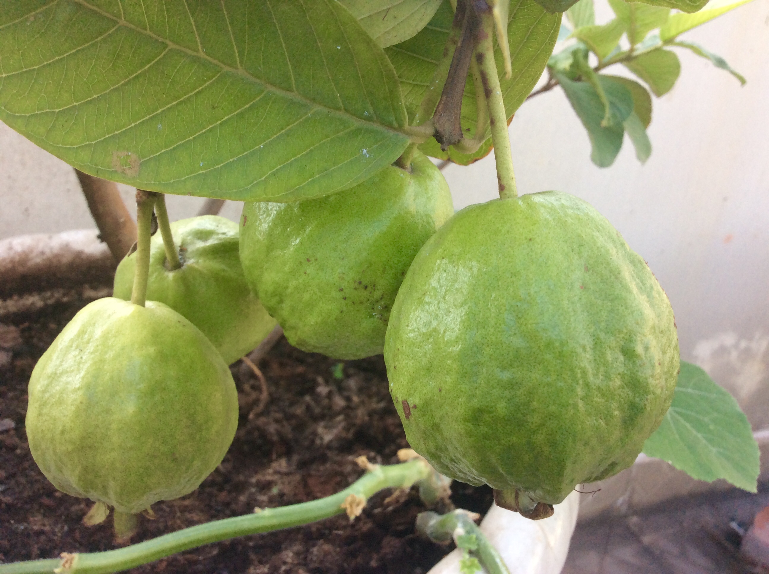 1L Phân Hữu Cơ Đạm Cá Tôm giàu Kali pha ra 400L Bón Cây Ăn Trái, Rau & Hoa Cảnh