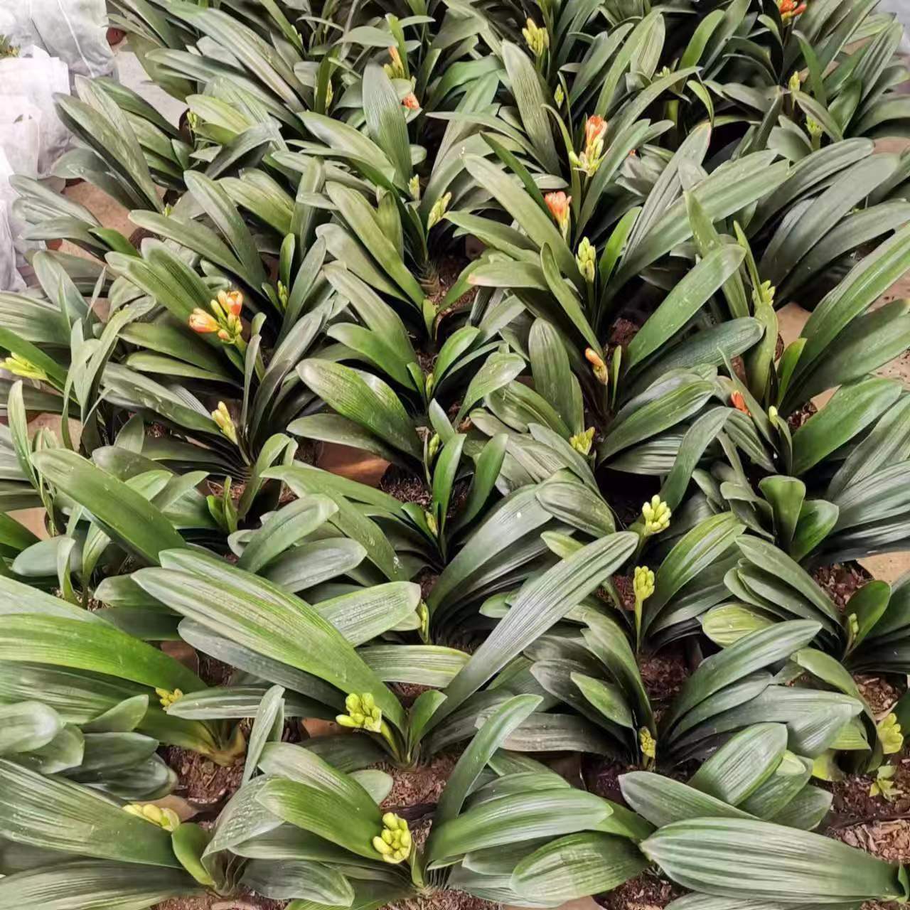 CHẬU LAN QUÂN TỬ NHƯ ẢNH