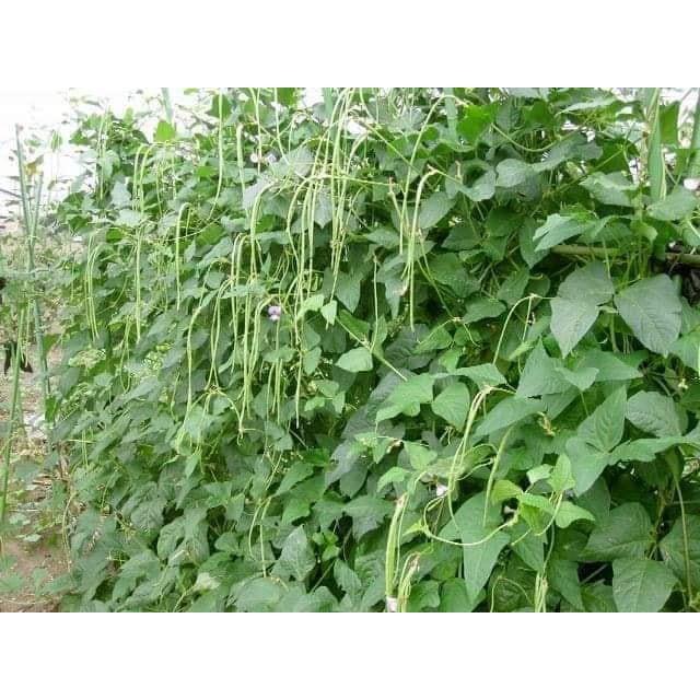 Hạt Giống Đậu Đũa - 10 Gram Hạt