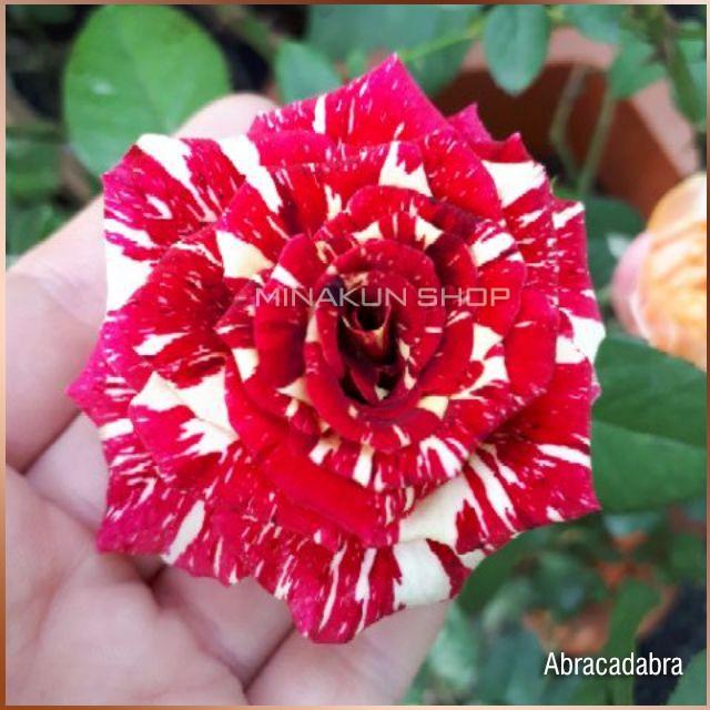 Hoa hồng ngoại Abracadabra kẻ sọc - cây giống rễ trần