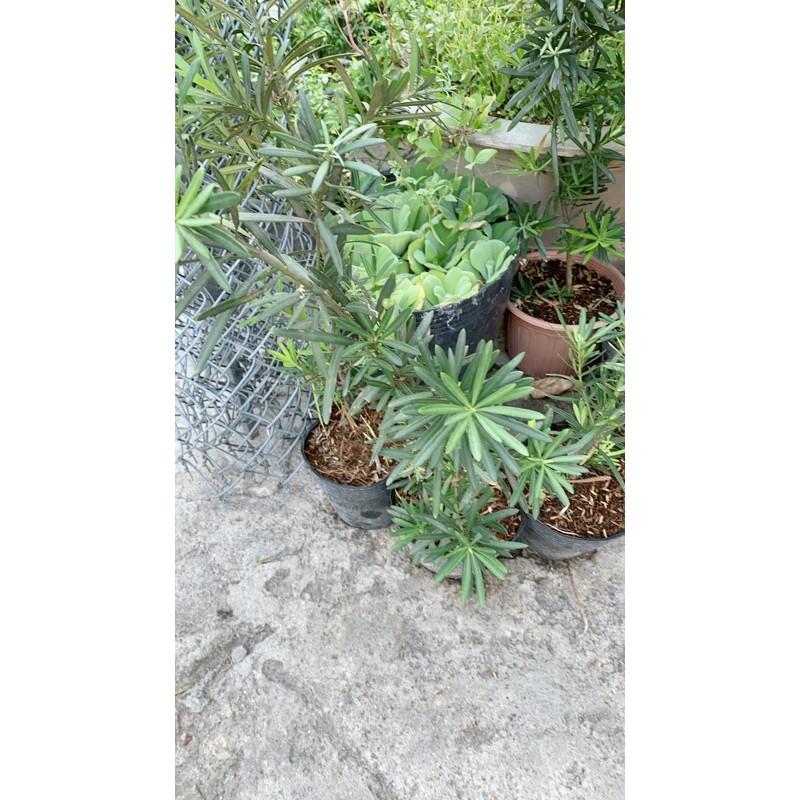 Tùng Vạn Niên Cao 60-70cm