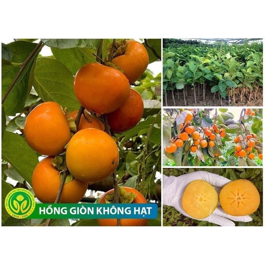 Cây giống Hồng Nhân Hậu.