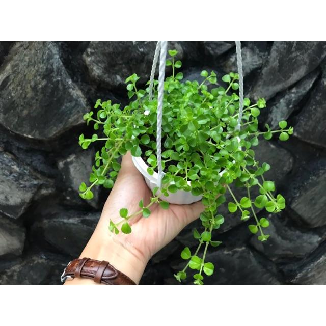 Chậu treo Sedum sò