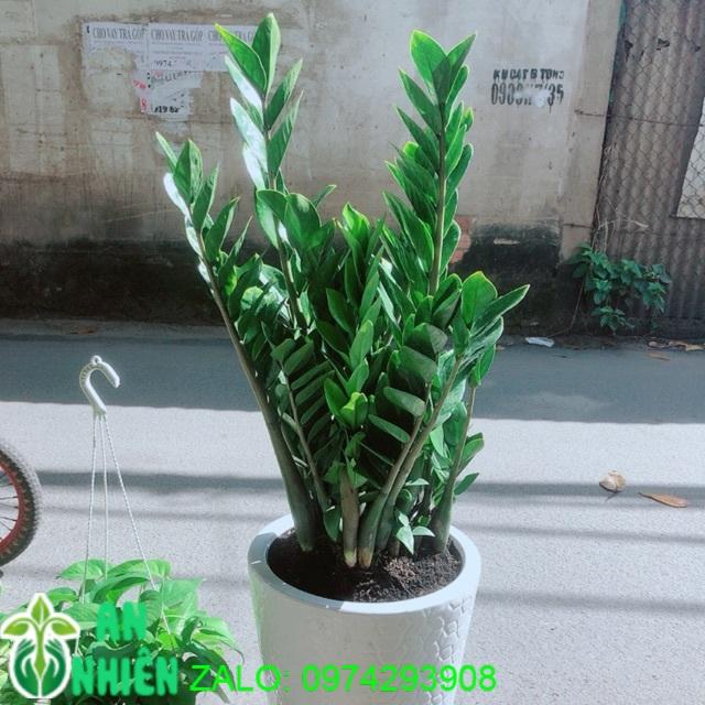 Chậu Kim Phát Tài- Kim Tiền Cao Trên 1m