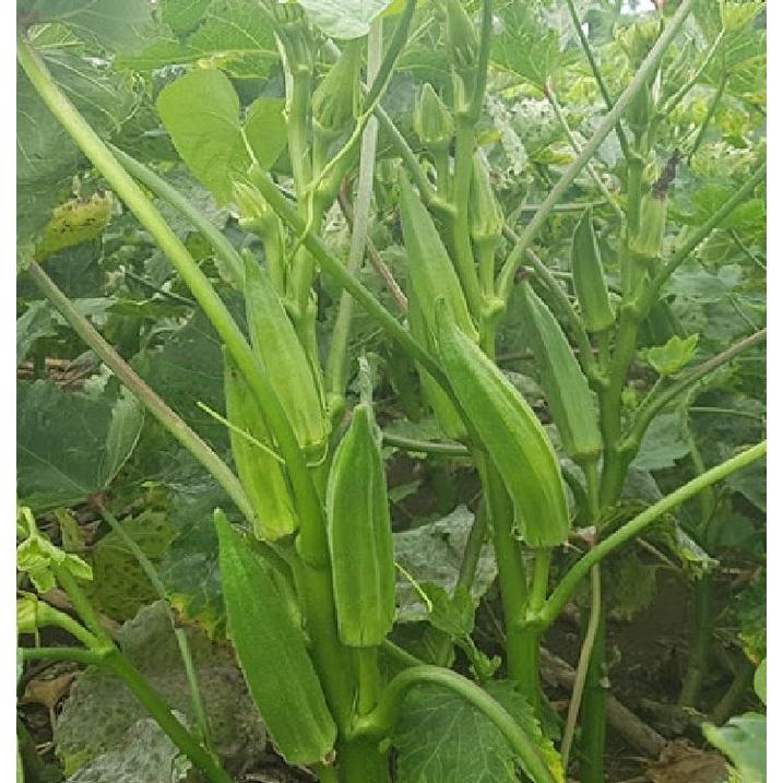 Hạt Giống Đậu bắp Ngàvoi 5 cạnh AGRI IVORY 666