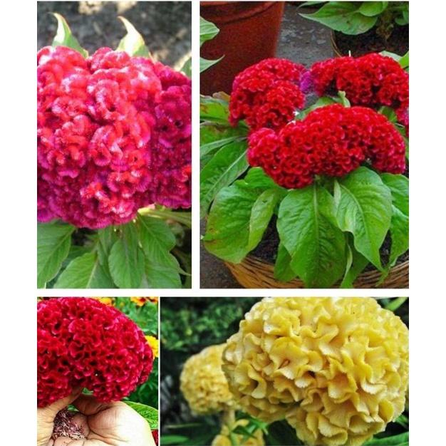 Combo 5 gói hoa mào gà búa mix - kèm gói kích thích hạt nảy mầm