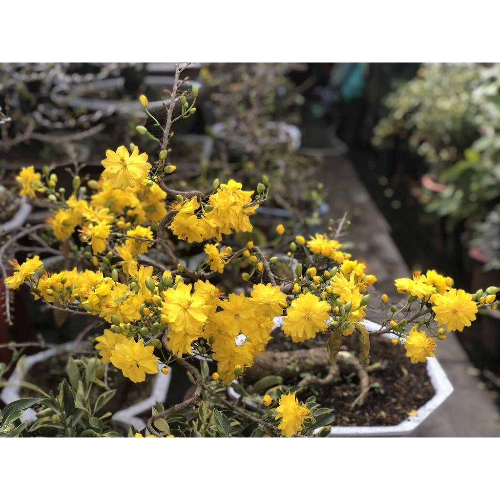 CÂY MAI ĐẠI LỘC GIỐNG CHƯA UỐN BONSAI