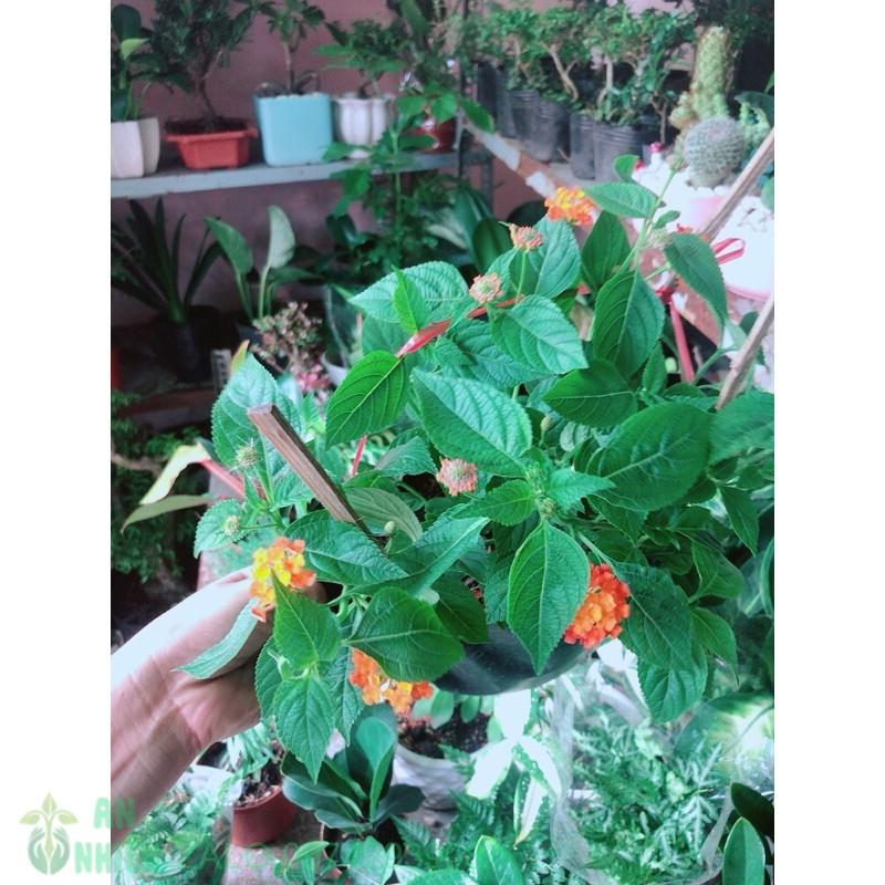 Cây Trâm Ổi
