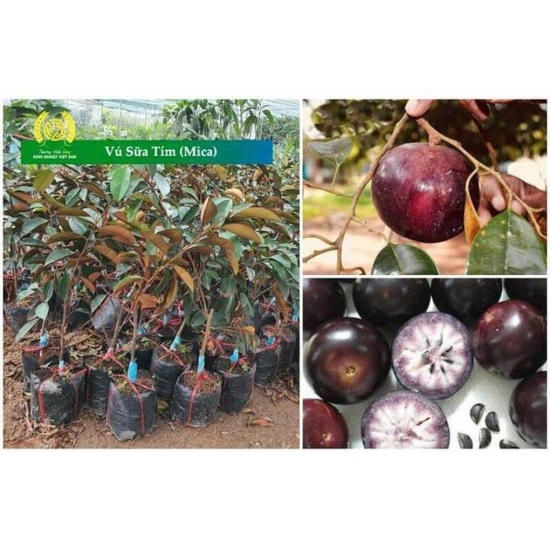 Cây giống Vú Sữa Mika....chuẩn giống