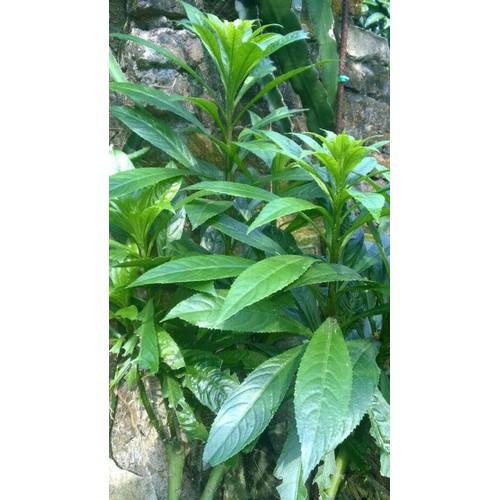 CÂY XƯƠNG SÔNG,CÂY XƯƠNG SÔNG - CHẬU CÂY GIỐNG - CGCSX