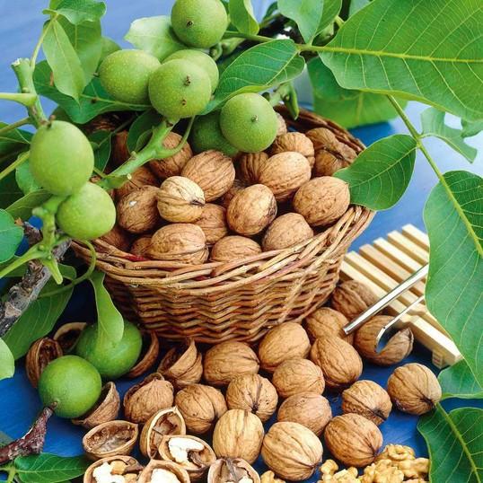 CÂY ÓC CHÓ giống chuẩn phát triển nhanh.