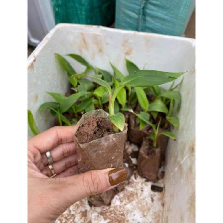Cây giống chuối tiêu hồng