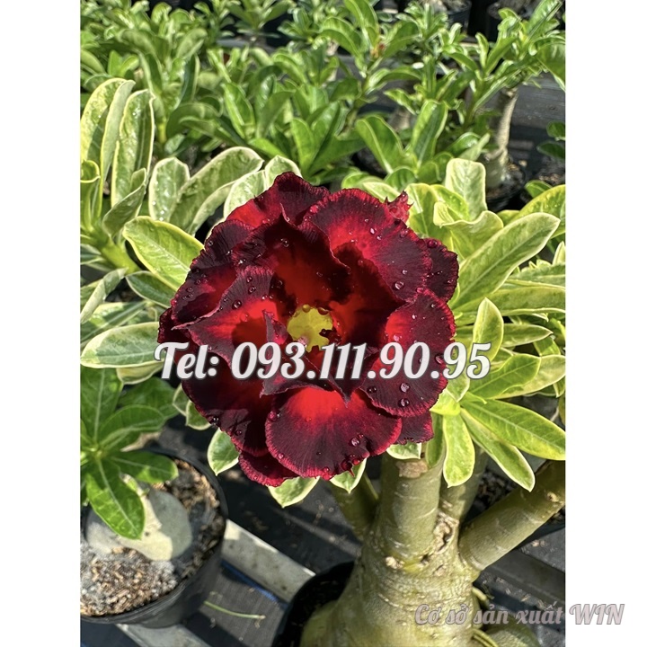 Hạt giống hoa sứ Thiên Vương cánh đỏ viền đen hoa to - Bịch 10 hạt – Mã số 2087