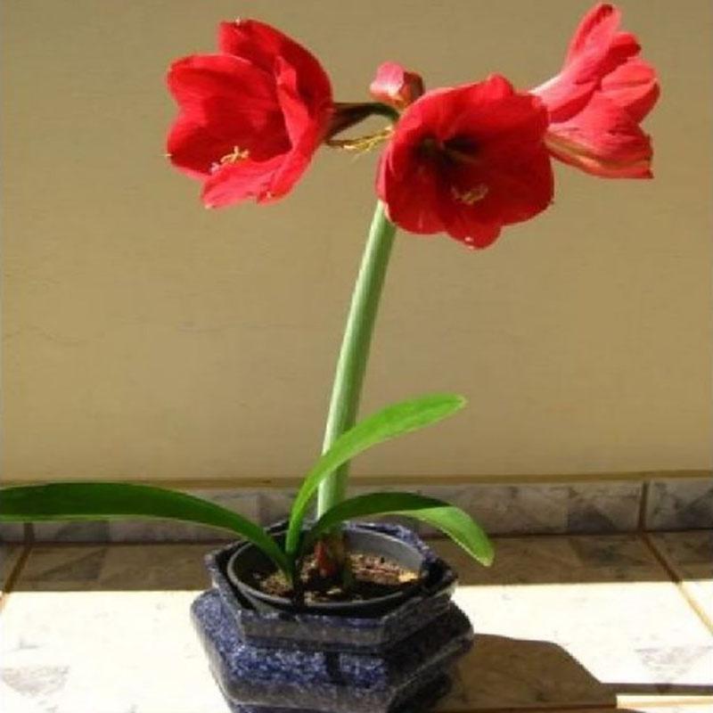 Củ hoa lan huệ - cây cảnh để bàn - ra hoa sau 1 tháng