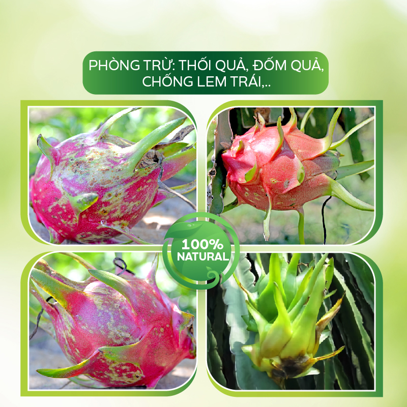 Chế Phẩm Trừ Bệnh Thanh Long Chống Lem Trái, Thối Trái Cho Cây Ngăn Chặn Nấm Bệnh - AT Bao Trái Q99 100ml