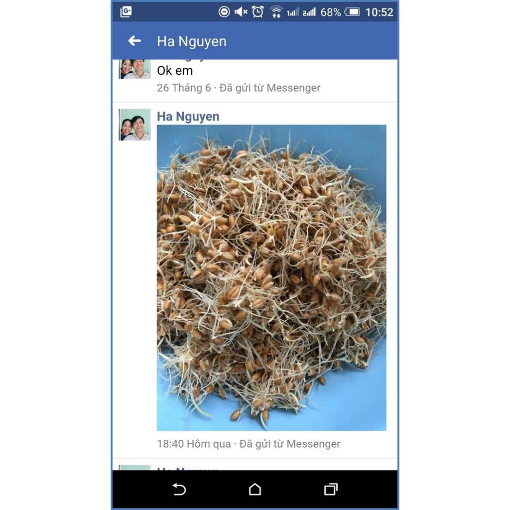 MẦM LÚA MẠCH 1KG NHẬP KHẨU ITALIA