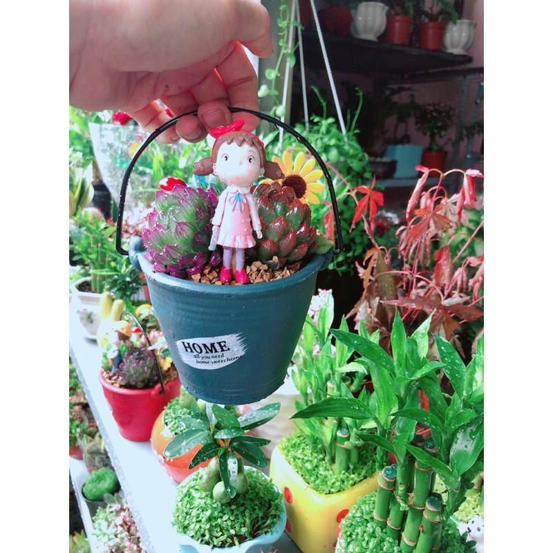 Chậu Kim Cương Tiểu Cảnh