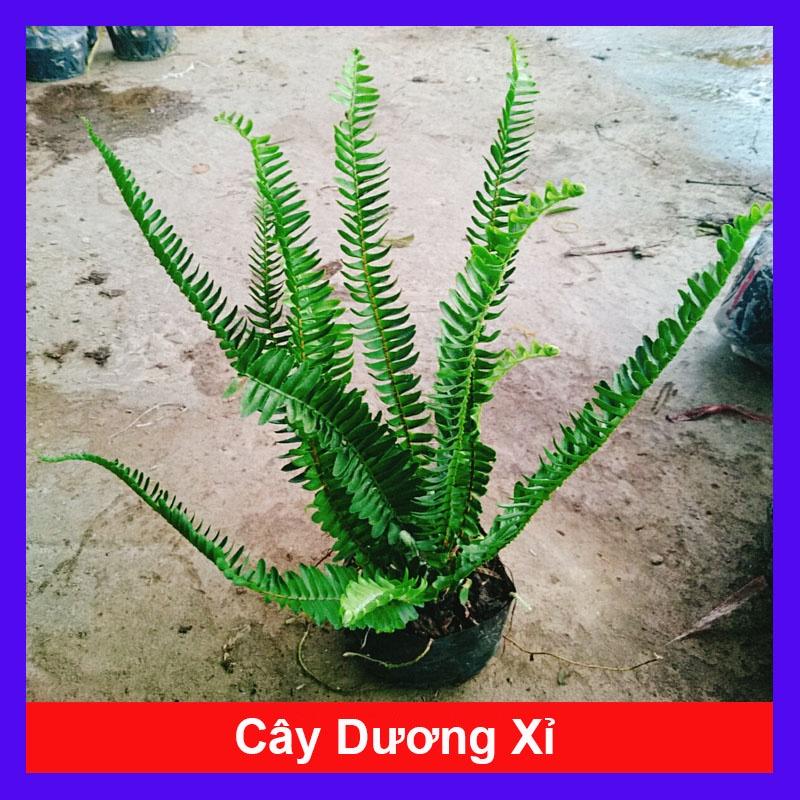 Cây Dương Xỉ - cây cảnh để bàn + tặng phân bón cho cây