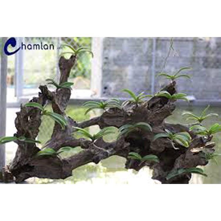 Sản Phẩm Hoa lan đai châu trắng đài loan