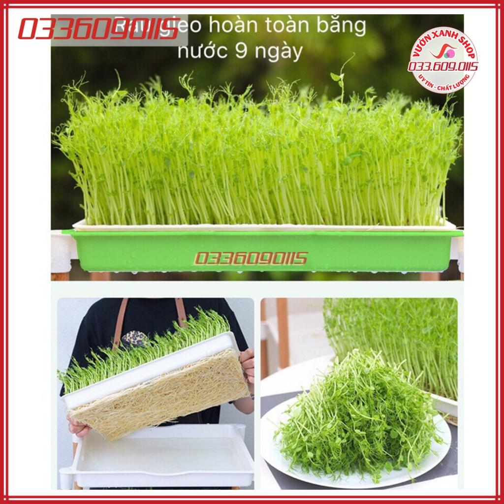 Combo 200g Hạt giống rau mầm đậu hà lan và 2 khay nhựa trồng rau mầm thủy canh - hạt chất lượng cao, sinh trưởng nhanh