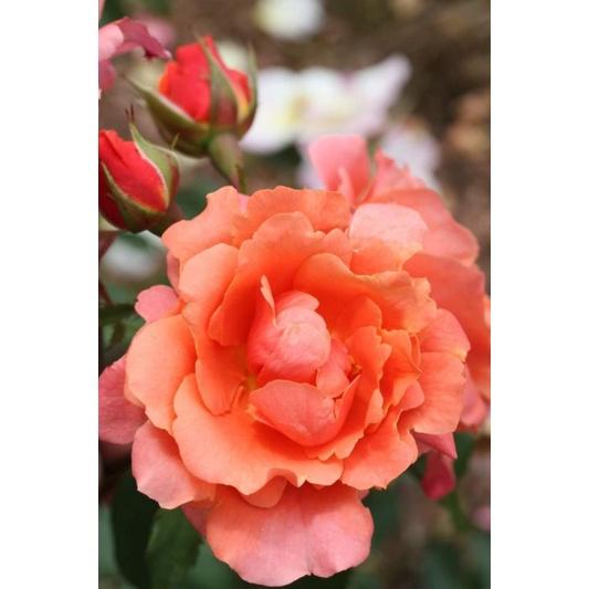 Alibaba Rose - hoa hồng leo nguyên bản nhập ngoại