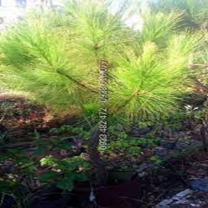 Cây giống cây thông cảnh