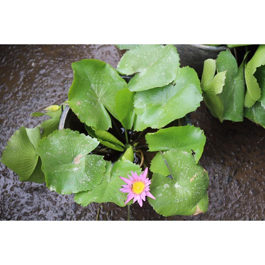 Chậu hoa súng chỉ giao TP.Hồ Chí Minh