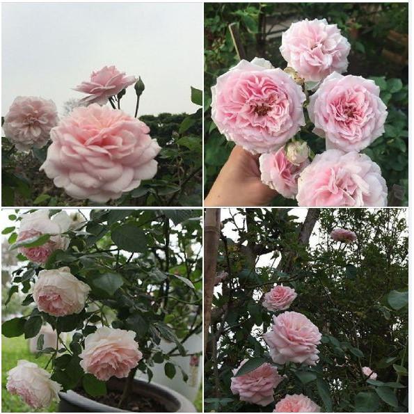 Hạt giống hoa hồng vân khôi 20 hạt/gói