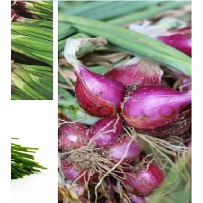Hạt giống hành lá gốc tím-gói 1 gram-tặng kèm gói phân bón lót