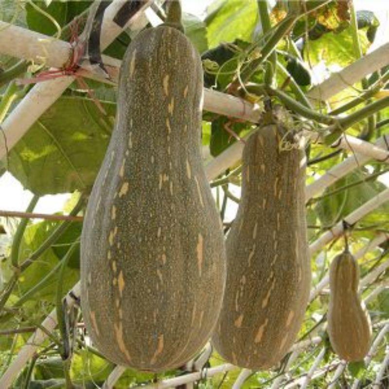 Hạt giống bí ngô mật sinh trưởng khỏe, năng suất cao, đóng gói 5gr