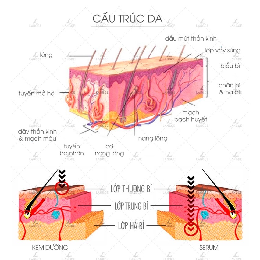 KEM DƯỠNG DA VÙNG MẮT LANGCE - CẤP - GIỮ ẨM - GIẢM KHÔ NGỨA 20ML HỘP ĐỎ