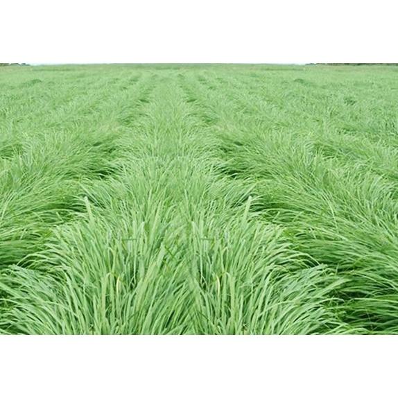 500g Hạt giống cỏ mobasa ghine cỏ sả lá lớn giàu dinh dưỡng, năng suất cao dùng cho chăn nuôi - hạt giống lo