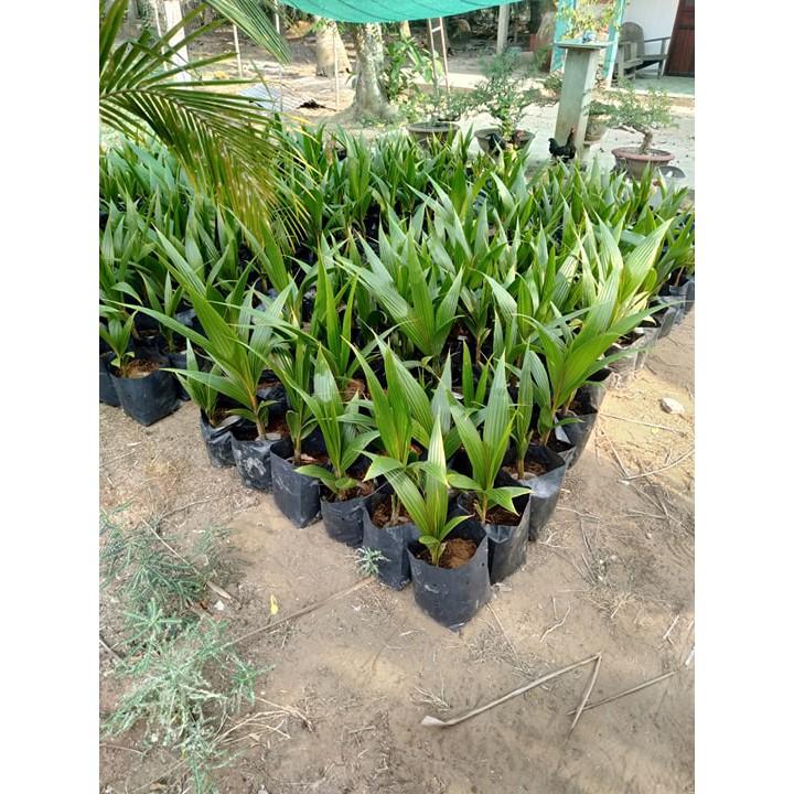 CÂY GIỐNG DỪA XIÊM LÙN