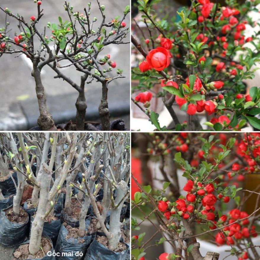 Mai Đỏ bonsai TỨ QUÝ CHẬU HOA QUANH NĂM SIÊU ĐẸP