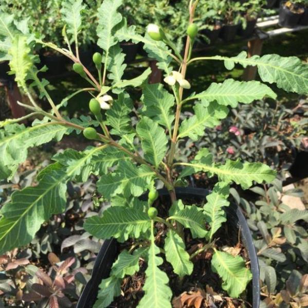 Cây ổi đuôi phụng ruột vàng