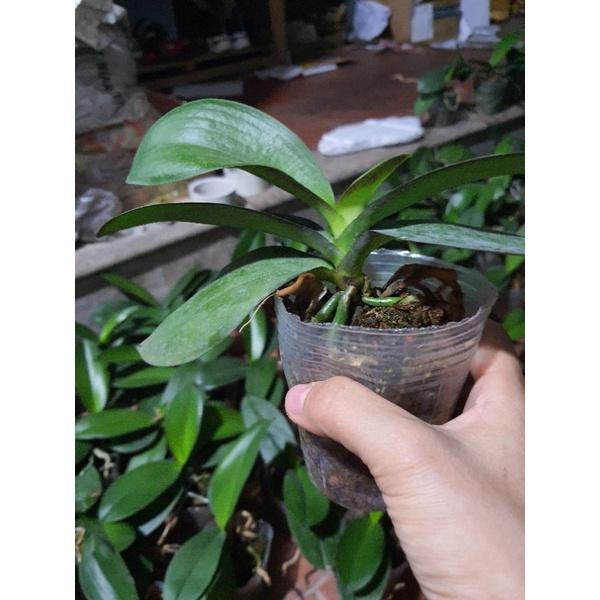 Hô điệp đủ màu hoa đại cốc 2.8 sẵn ngồng hoa tết