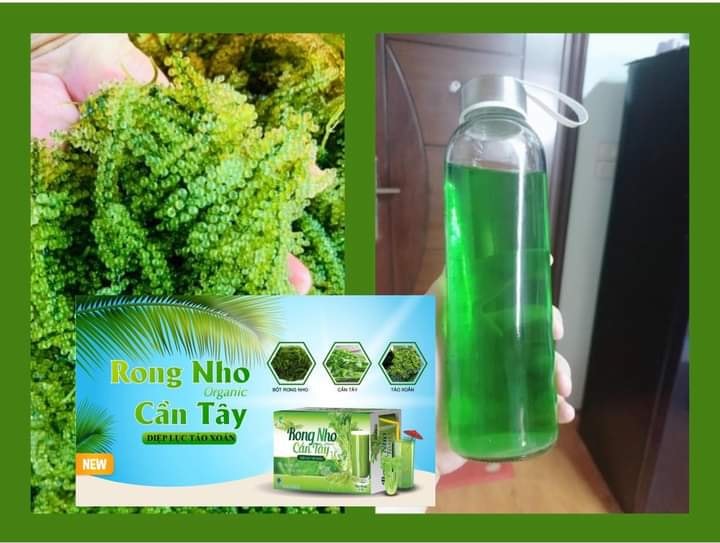 Rong nho cần tây diệp lục tảo xoắn organic