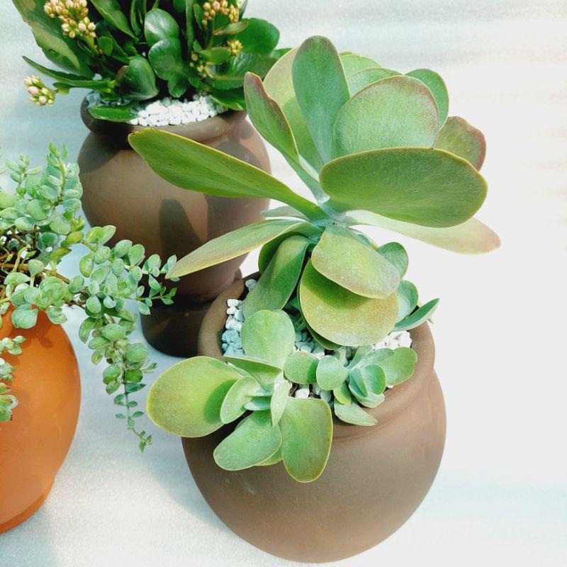 Chậu đất nung Bình Dương - Chum cao, miệng chậu 14cm, chiều cao 20cm