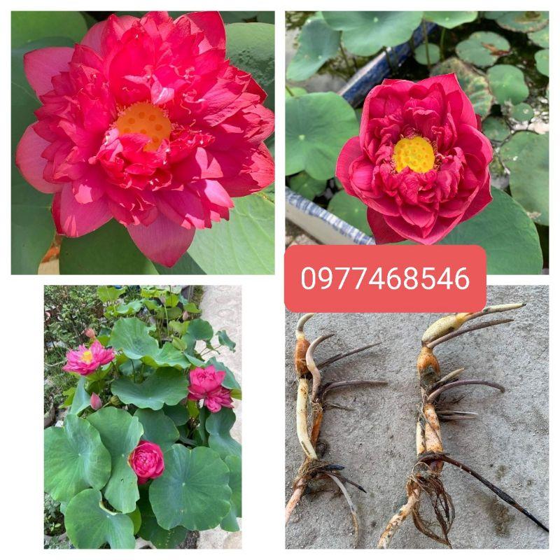 Củ sen giống Drops đỏ kích thước size trung